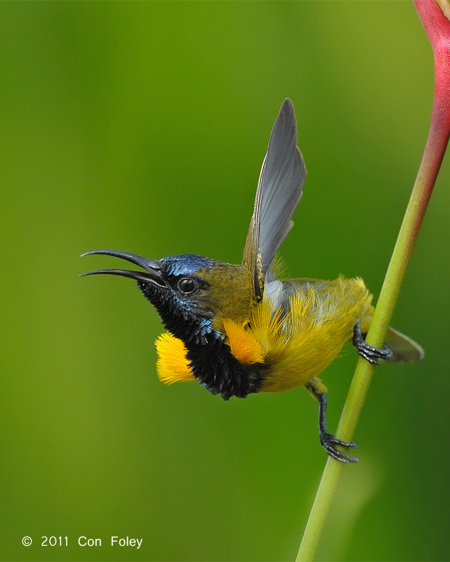 Pretty Olive-backed sunbird