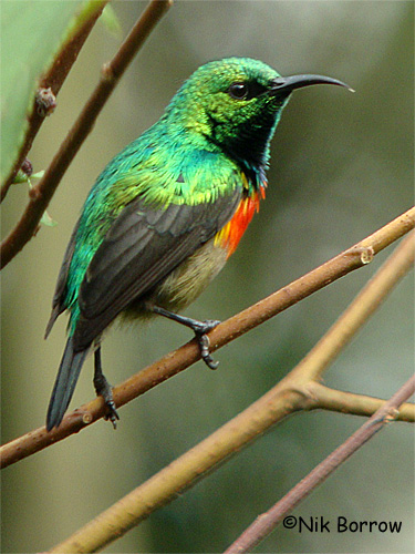 Olive-bellied sunbird