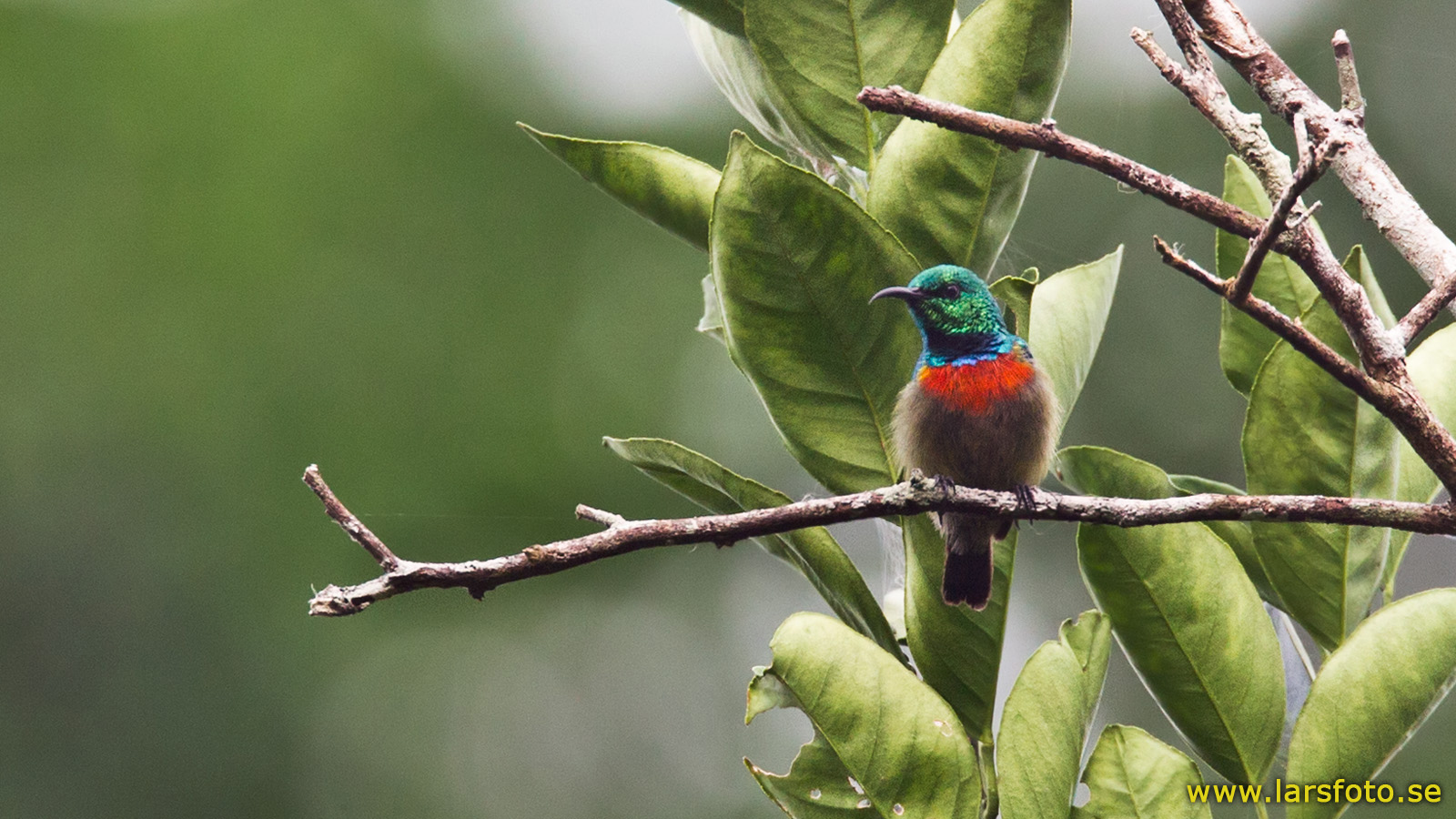 Pretty Olive-bellied sunbird