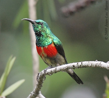 Pretty Olive-bellied sunbird