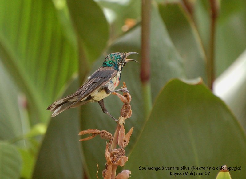 Pretty Olive-bellied sunbird