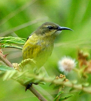 Pretty Olive-bellied sunbird