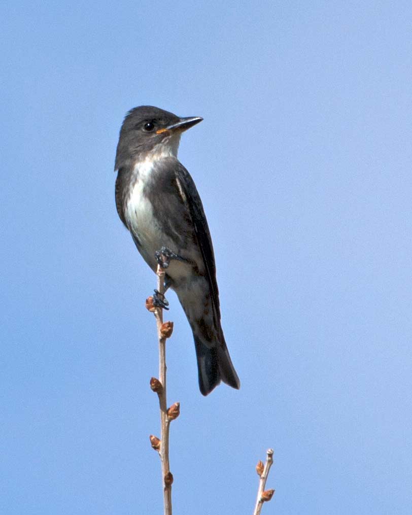 Olive-sided flycatcher