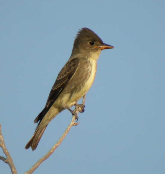 Pretty Olive-sided flycatcher