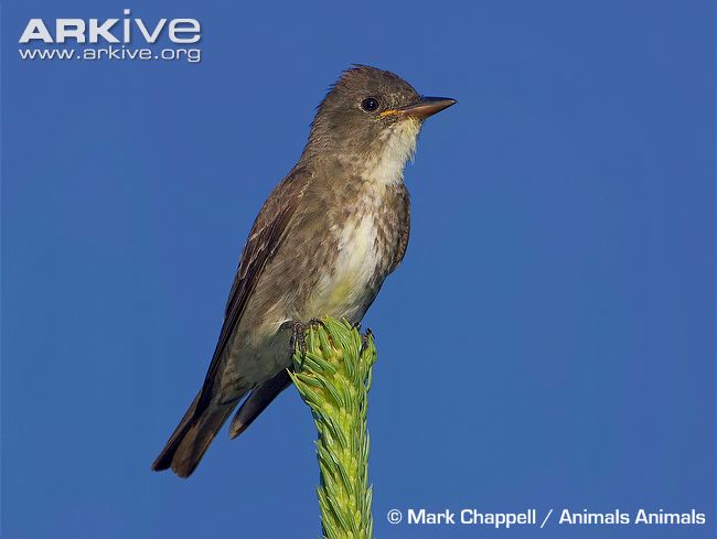 Pretty Olive-sided flycatcher