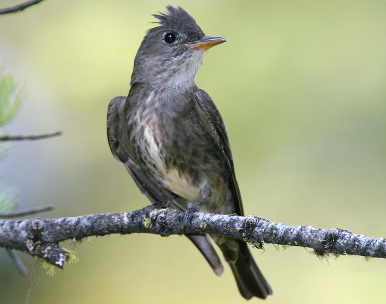 Pretty Olive-sided flycatcher