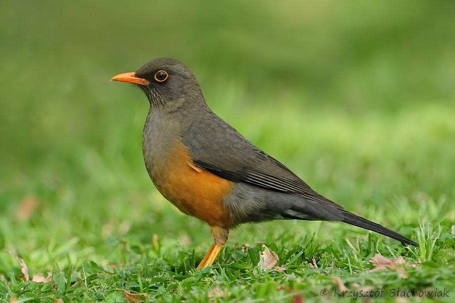 Olive thrush