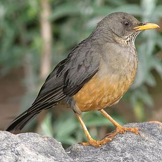 Pretty Olive thrush