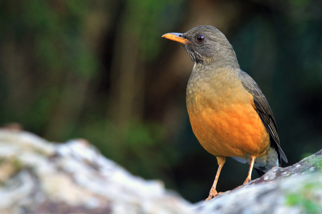 Pretty Olive thrush