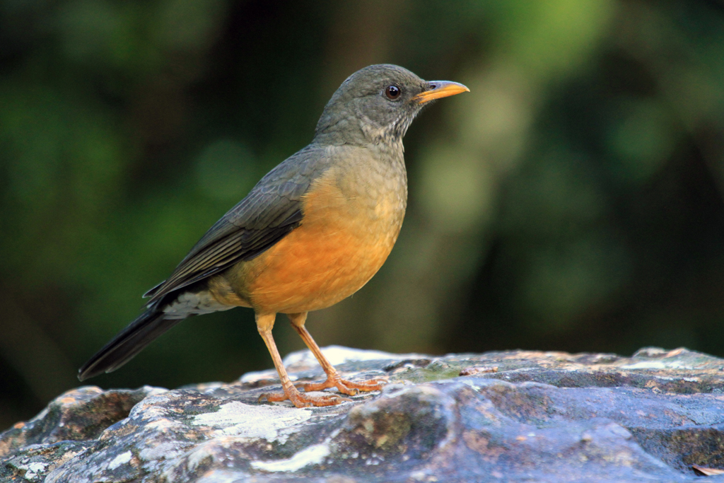 Pretty Olive thrush