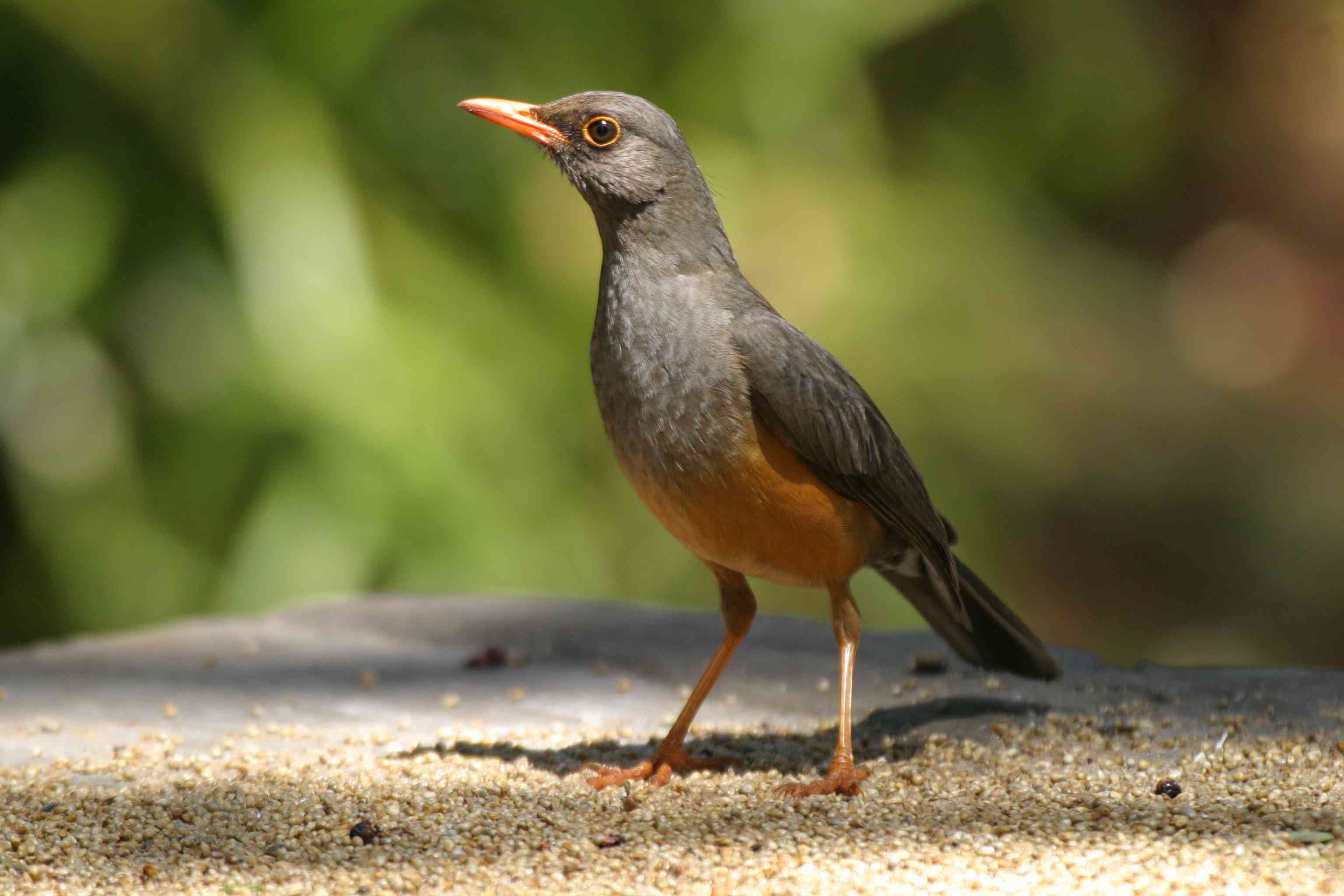 Pretty Olive thrush