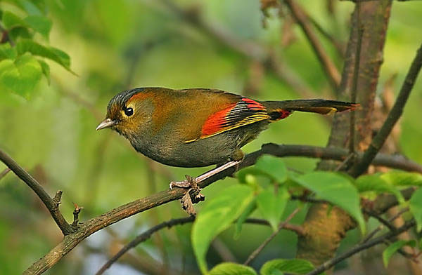 Omei Shan liocichla