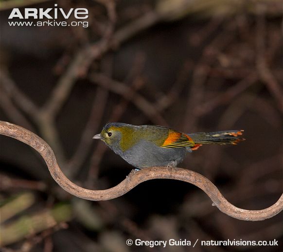 Pretty Omei Shan liocichla