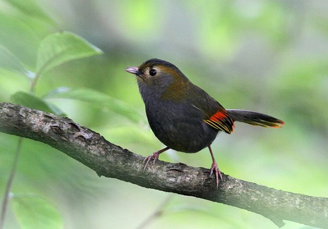 Pretty Omei Shan liocichla