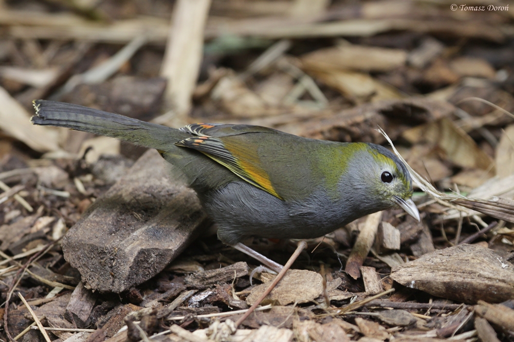Pretty Omei Shan liocichla