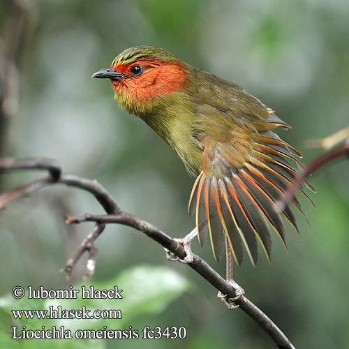 Pretty Omei Shan liocichla