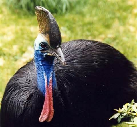 One-wattled cassowary