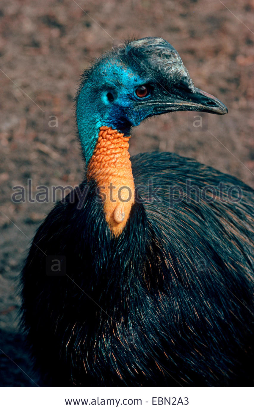 Pretty One-wattled cassowary