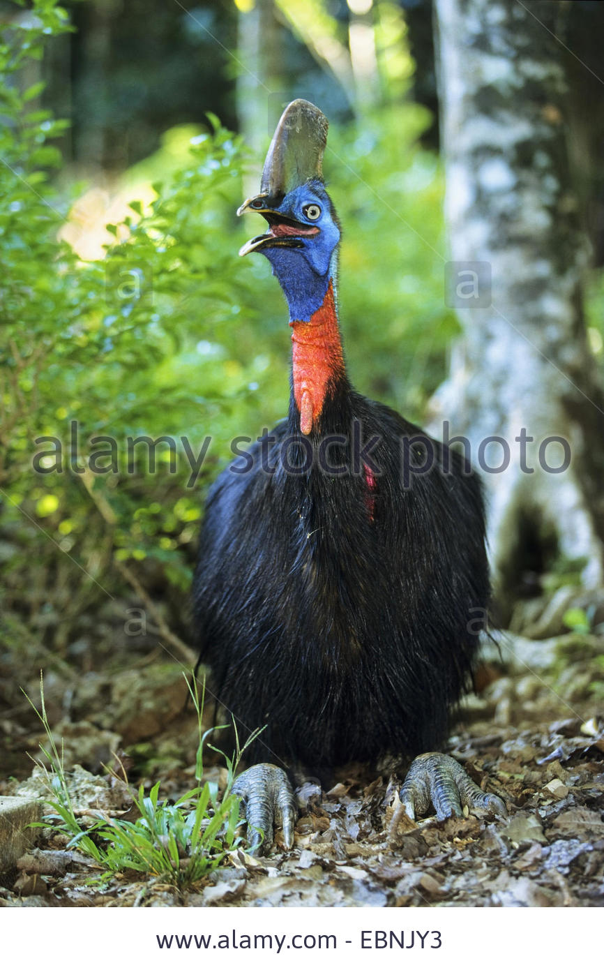 Pretty One-wattled cassowary