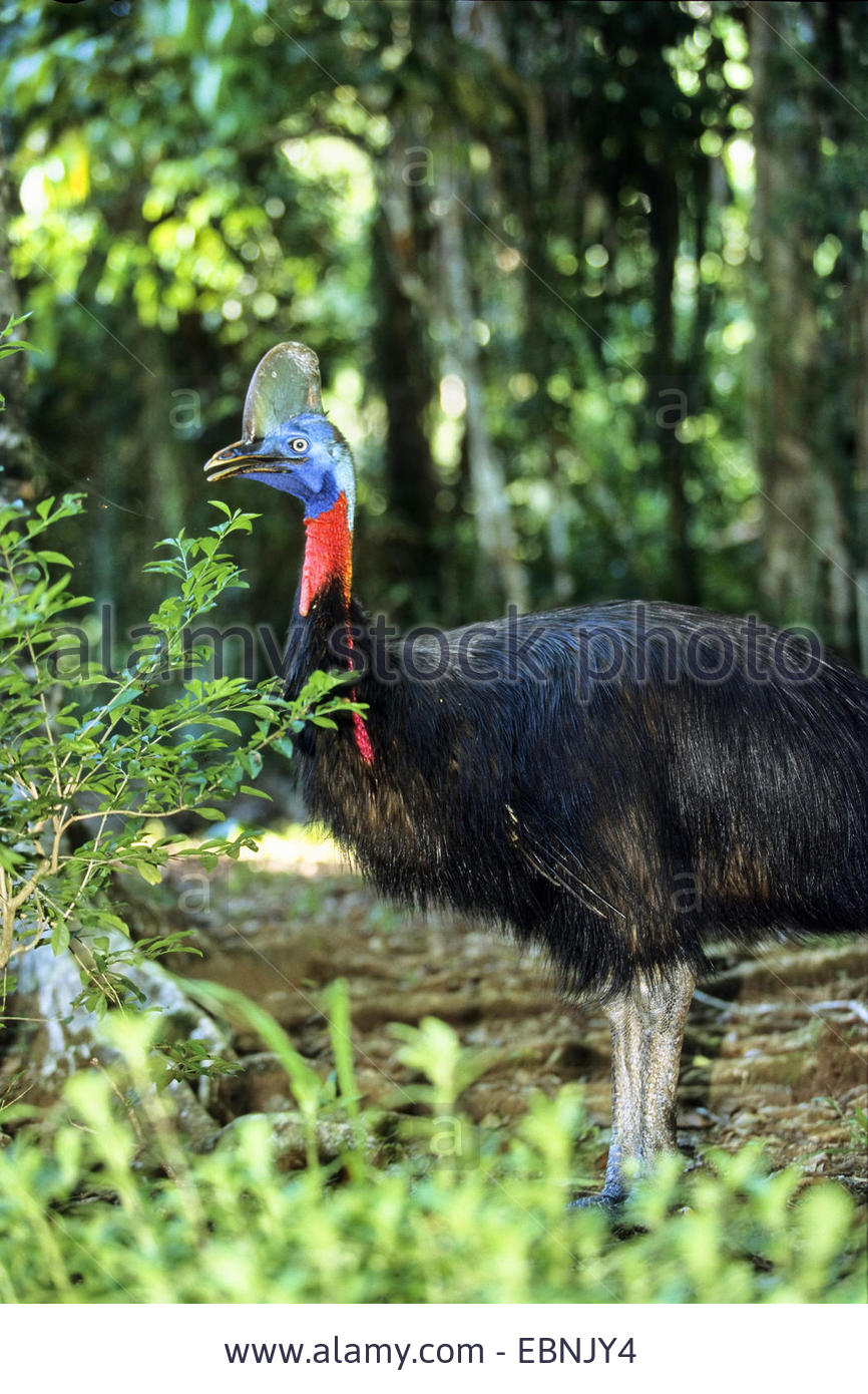 Pretty One-wattled cassowary