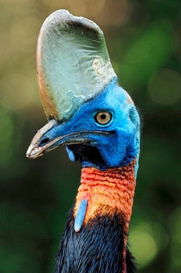 Pretty One-wattled cassowary