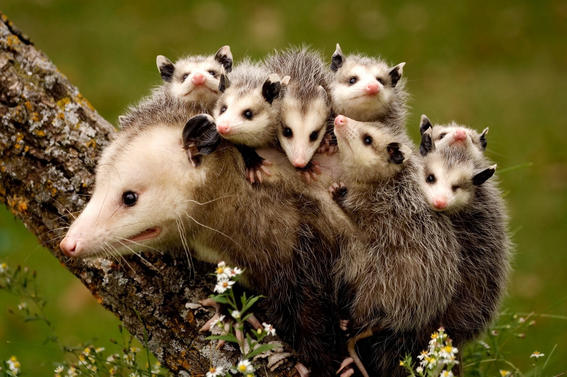 Pretty Opossum