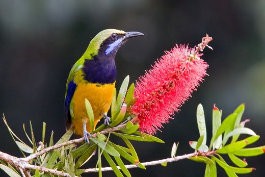 Pretty Orange-bellied leafbird