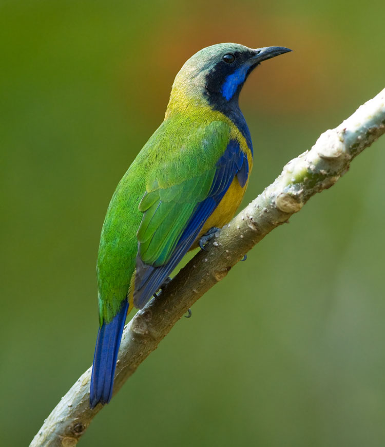 Pretty Orange-bellied leafbird