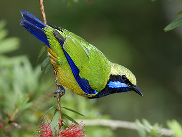 Pretty Orange-bellied leafbird