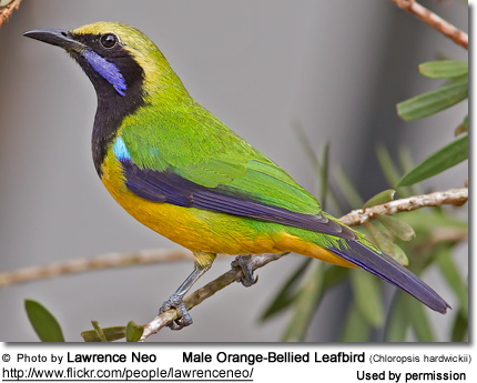 Pretty Orange-bellied leafbird