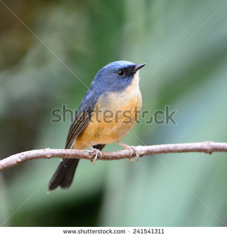Pretty Orange-breasted blue flycatcher