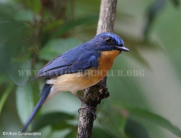 Pretty Orange-breasted blue flycatcher