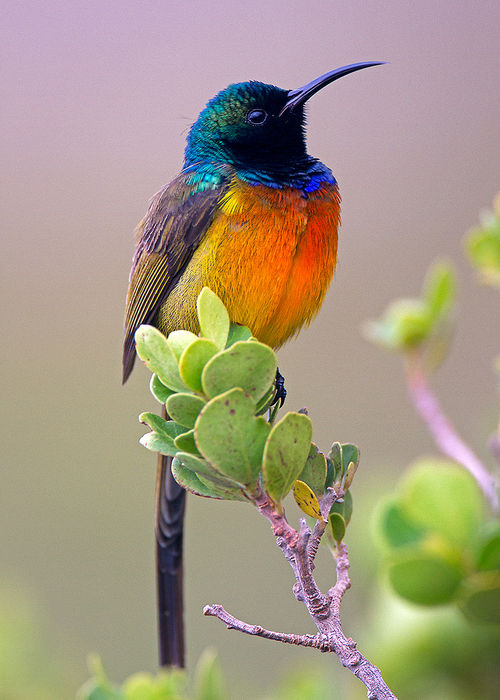 Orange-breasted sunbird