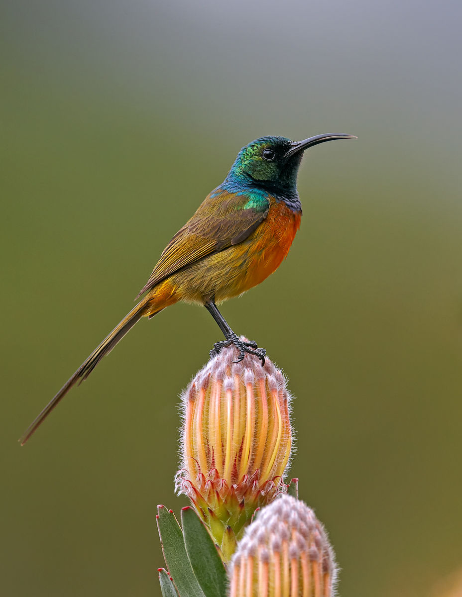 Pretty Orange-breasted sunbird