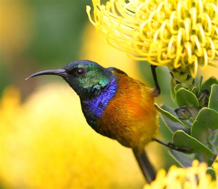 Pretty Orange-breasted sunbird