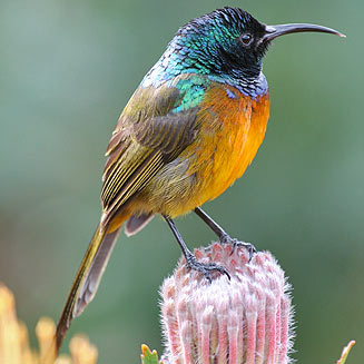 Pretty Orange-breasted sunbird