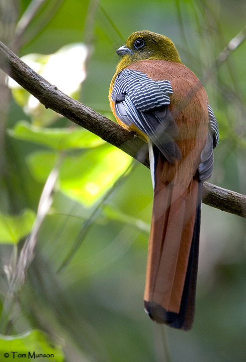 Orange-breasted trogon