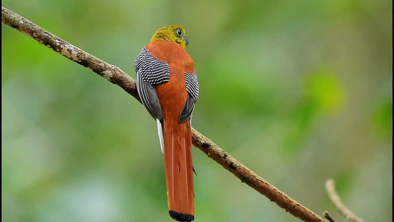 Pretty Orange-breasted trogon