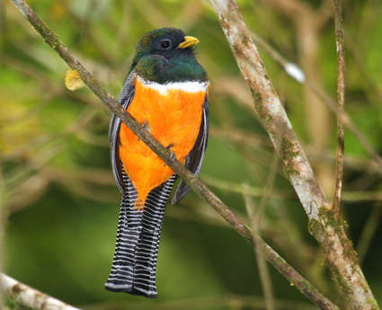 Pretty Orange-breasted trogon