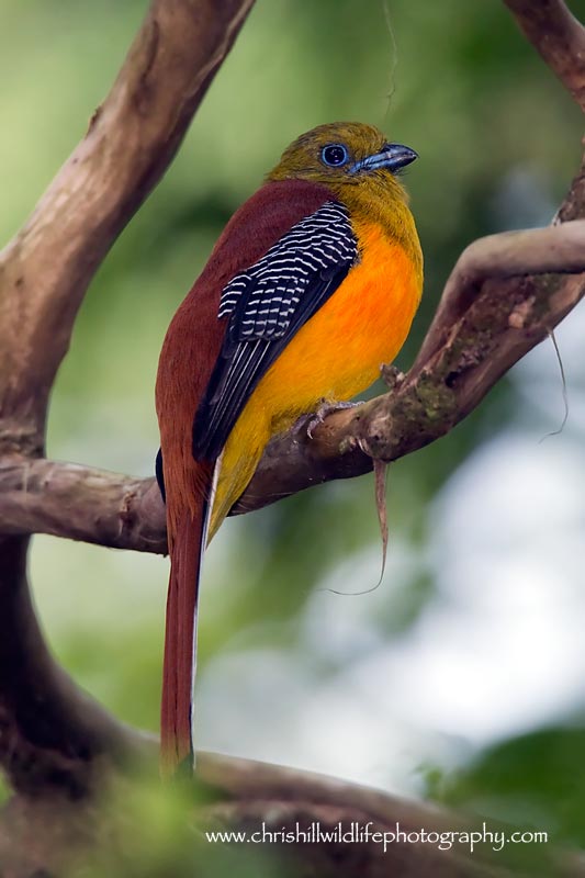 Pretty Orange-breasted trogon