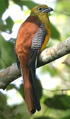 Pretty Orange-breasted trogon