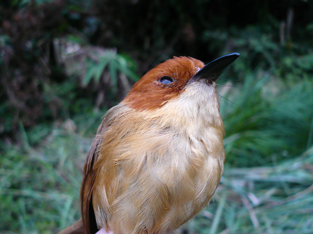 Orange-crowned wren