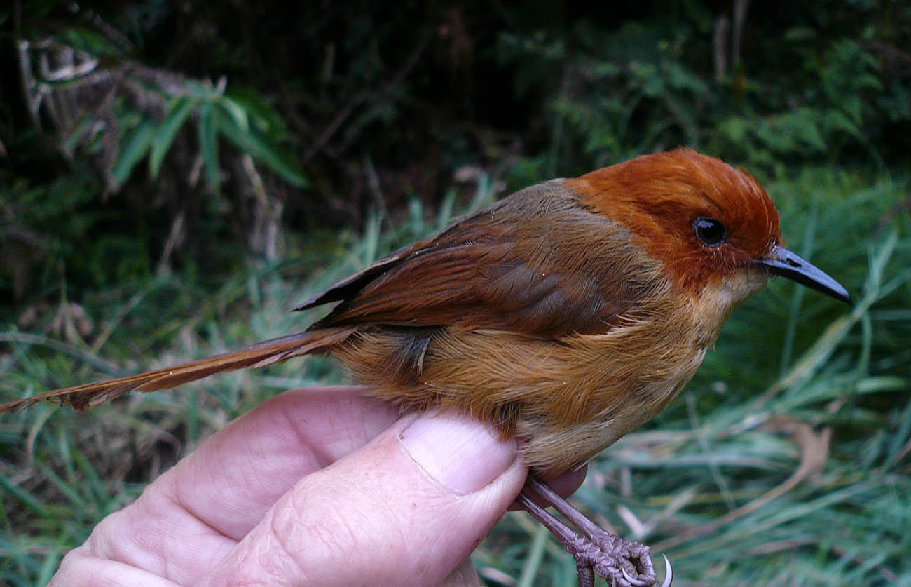 Pretty Orange-crowned wren