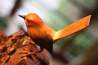 Pretty Orange-crowned wren