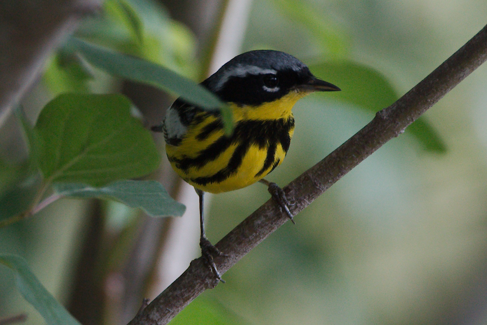 Pretty Orange-crowned wren