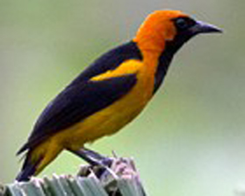 Pretty Orange-crowned wren