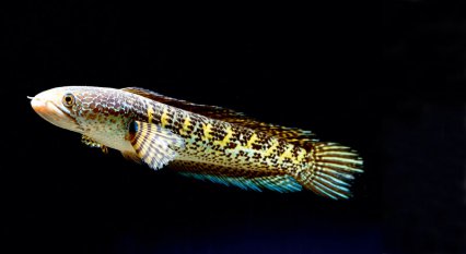 Orange-spotted snakehead