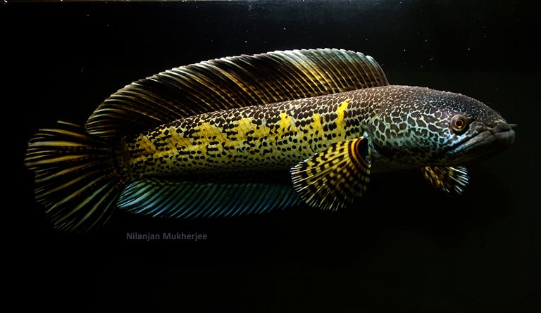 Pretty Orange-spotted snakehead