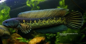Pretty Orange-spotted snakehead
