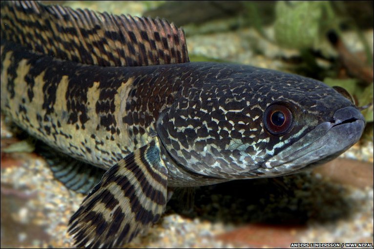 Pretty Orange-spotted snakehead